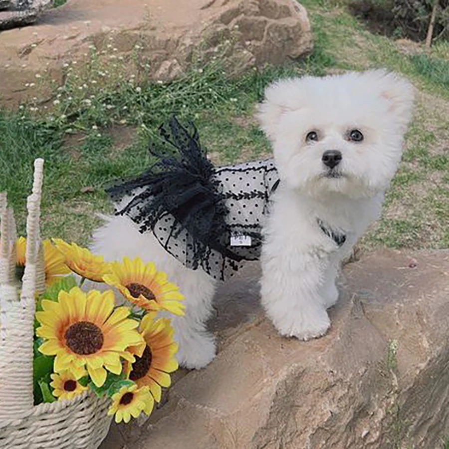 Dog Skirts Lace Pet Dresses Princess Dress Summer Dog Dresses Teddy Dog Vest Dress Cat Dress Chihuahua Pet Clothing 250206