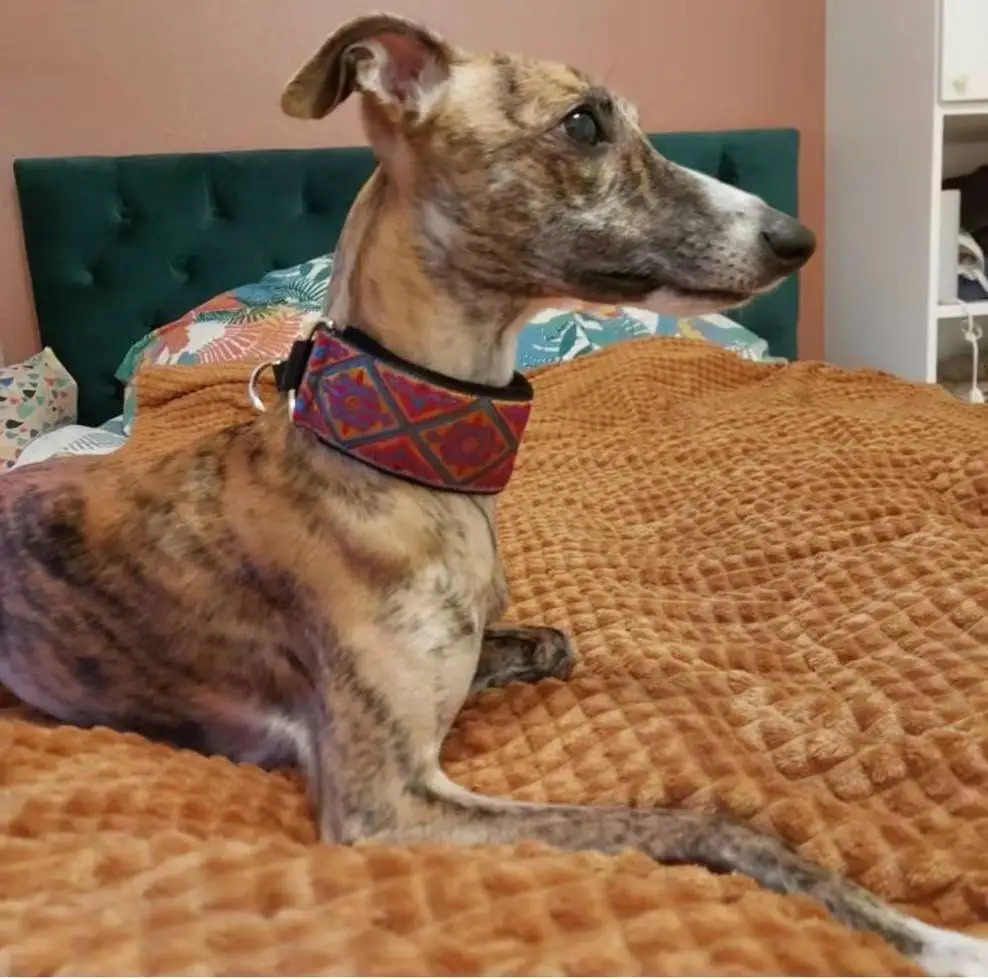 Comfortable soft cosy elegant whippet Italian Greyhound martingale collar Width5.5cm Gold/silve/red/green 250213