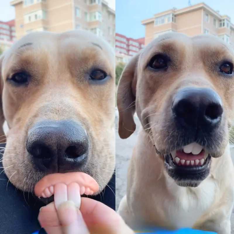 Others Dog Toys Chews False Teeth For Dog Funny Dentures Pet Decorating Supplies Halloween Cosplay Humans And Vampires Toys Tricky Funny Dentures H250