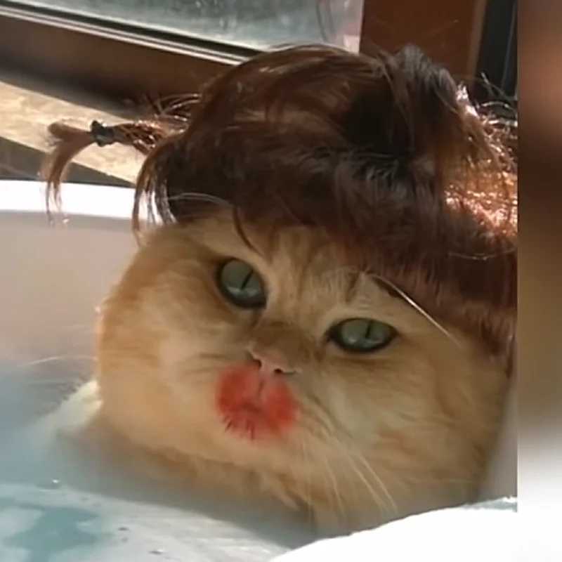 Others Dog Toys Chews Pet Wig Cat Wig Cosplay Props Curly Hair Straight Hair Pet Supplies Creative Photography Funny Prank Gifts Dog Puppy 7-color H25