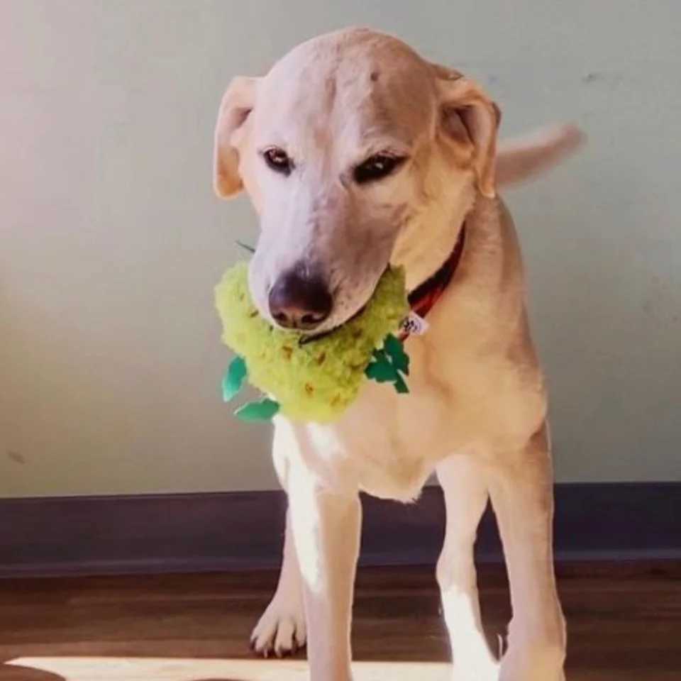 Others Dog Toys Chews PAW 20 Bud The Weed Nug | Cool Plush Squeaky Toy for Small Medium and Large Dogs | Fun Novelty Gift | Fetch and Funny Photos H25