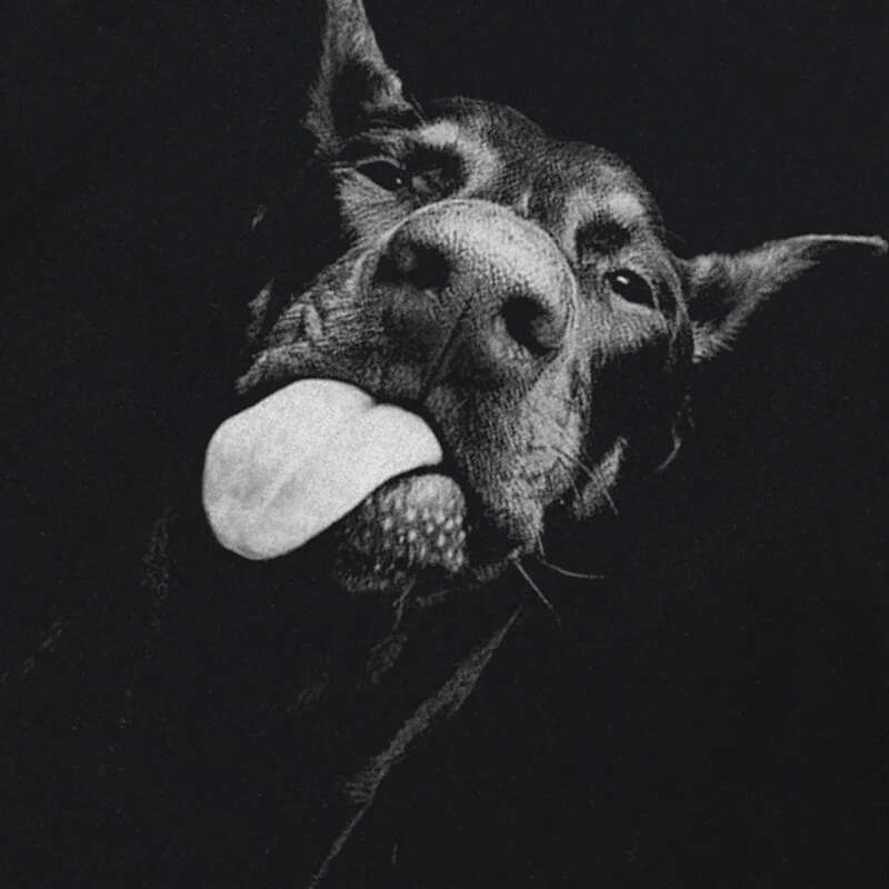 2024 T-Shirt Streetwear Animal Graphic Doberman Dog T Shirt Cotton Hipster Men Tshirt Unisex Tops Tees Black Hip Hop