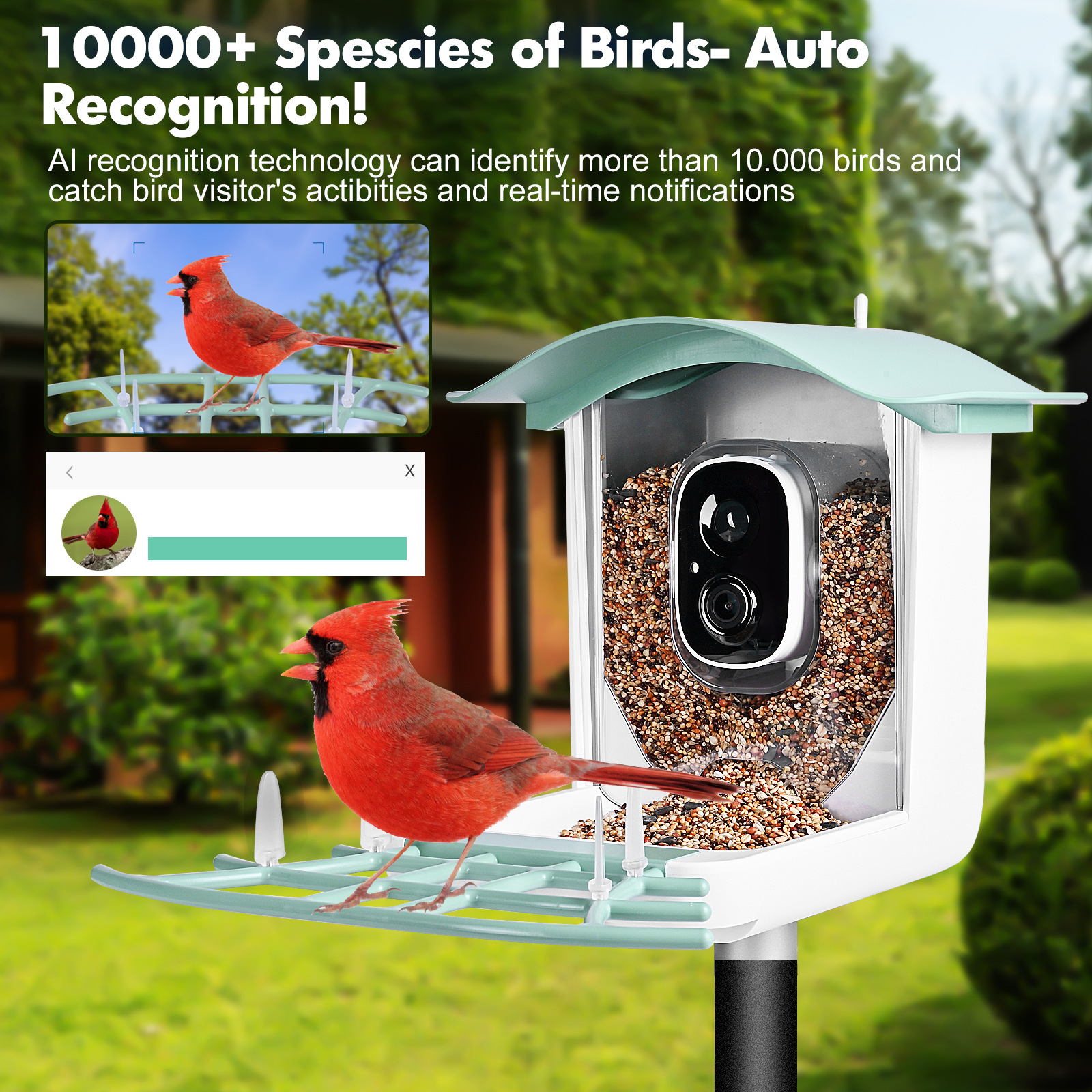 Outdoor Waterproof Bird Camera for Monitoring - Integrated Smart Recognizer & Solar Charging
