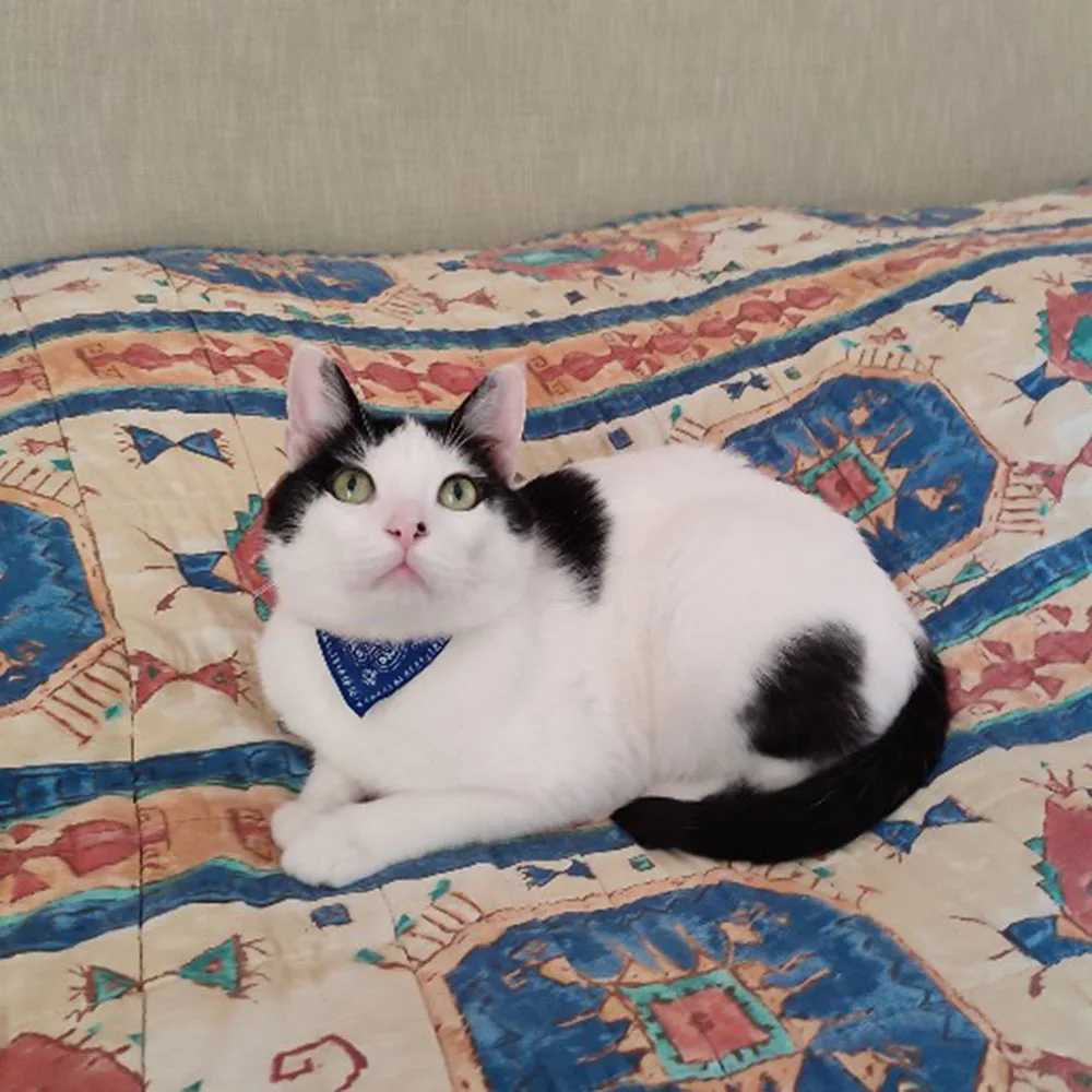 Adjustable Pet Puppy Cat Scarf Bandana Collar Neck Scarf For Small Dogs Kitten Saliva Towel PU Collar with Triangular BandageXJ250218