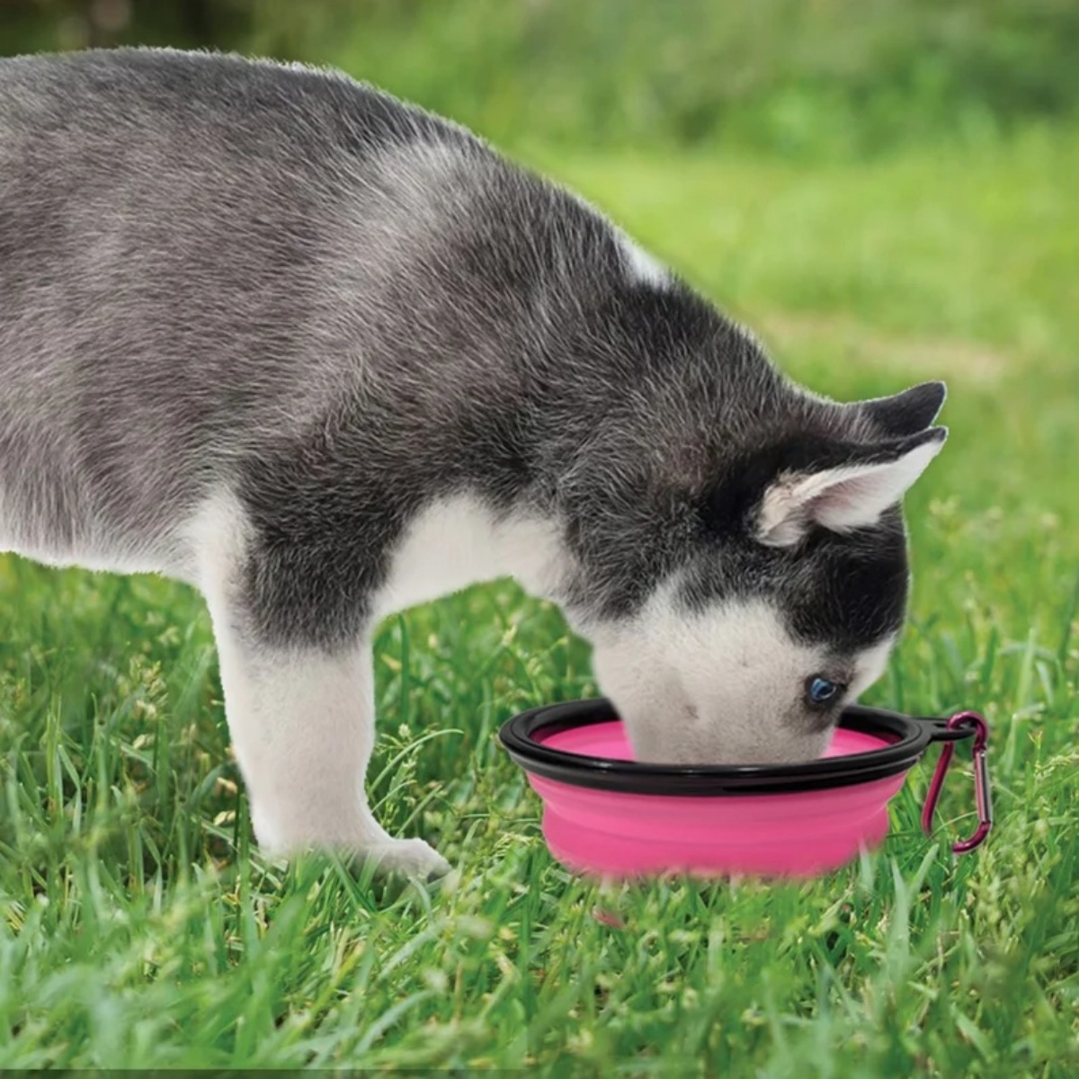 Personalized Silicone Foldable Travel Dog Bowl - Collapsible Water & Food Containers-350ml