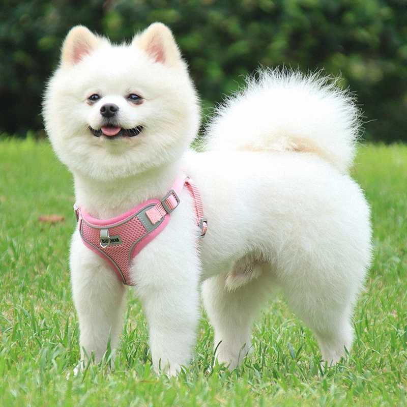 Dog Leash Cute Vest For Small Pets Kittens Undershirt Type Breathable Adjustable Chest Harness Outdoor Walking Pet SuppliesXJ250218