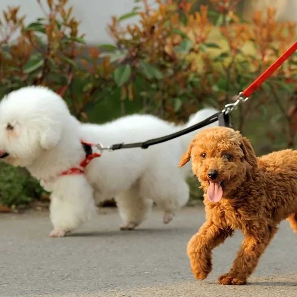 Double Dog Leash 360 Swivel No Tangle Walking Leash Shock Absorbing Bungee for Two Dogs Retractable Elastic Luminous Dog LeashXJ250218