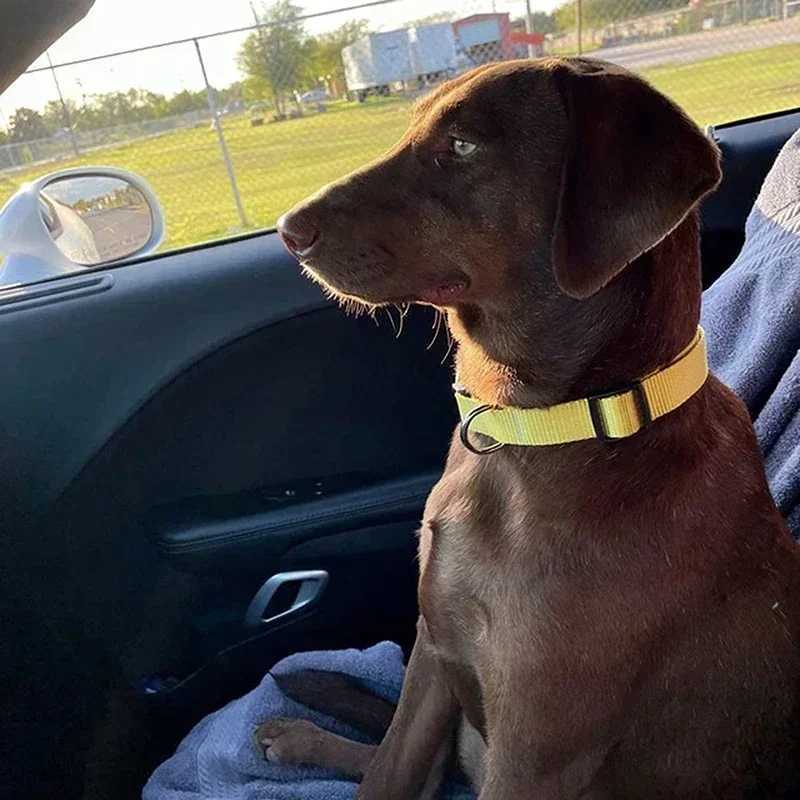 Adjustable Comfortable Pet Nylon Collar Durable Dog Neck Band Kitten Dog Necklace Solid Colorful Pet Dog Supplies Accessories W250219