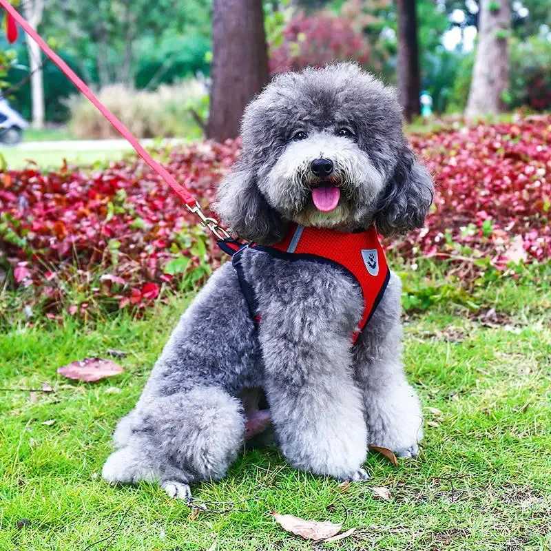 Breathable Mesh Cat Small Dog Harness And Leash Set Adjustable Cat Harnesses Puppy Harness Vest For French Bulldog Chihuahua PugXJ250218