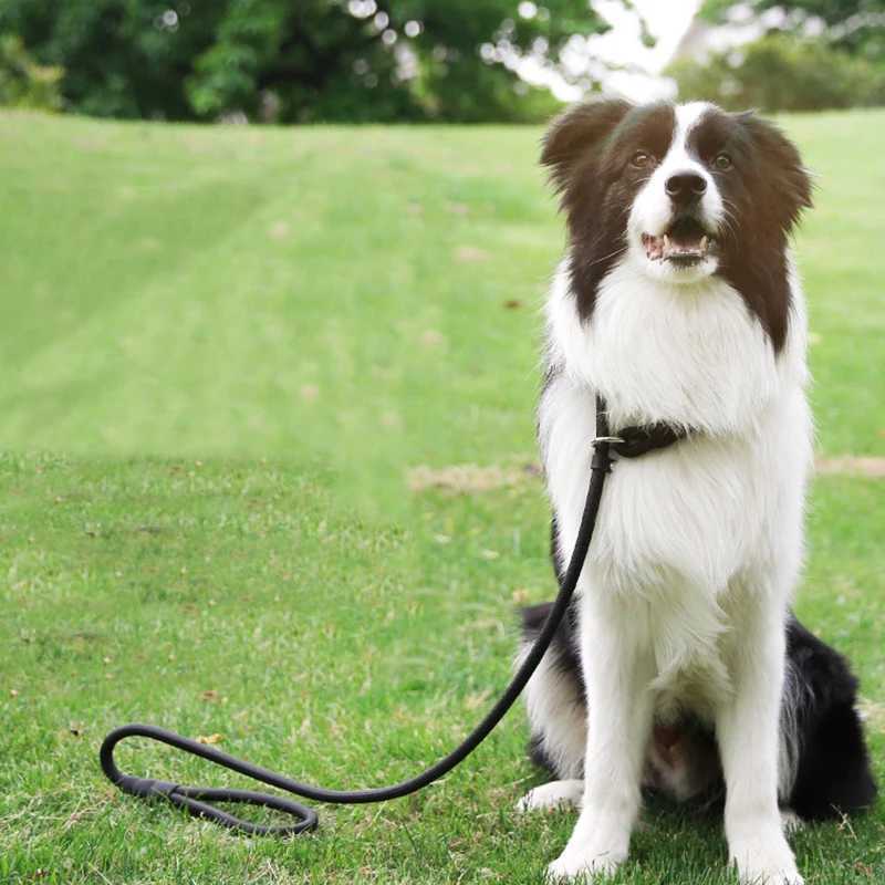 Nylon Dog Training Leash P Chain Pet Outdoor Walking Supplies for Small Medium Dogs Border Collie Golden Retriever PuppyXJ250218