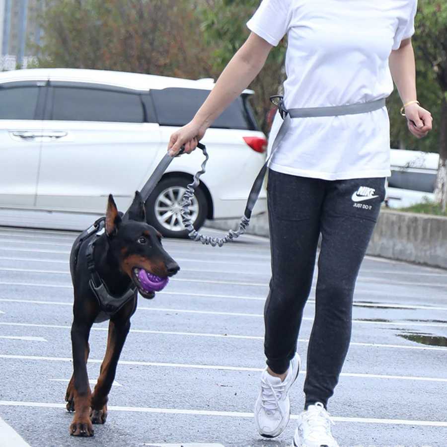 Elastic buffering explosion-proof flushing multifunctional dog walking chain dog traction rope pet supplies running ropeXJ250218