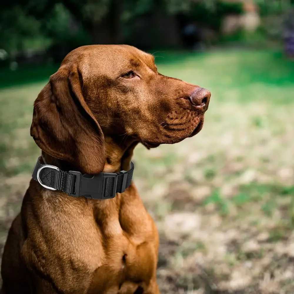 Nylon Dog Collars with Adjustable Pet Dog Collar for Puppy Small Medium and Large Dogs Soft Comfortable Pet Training Collar W250219