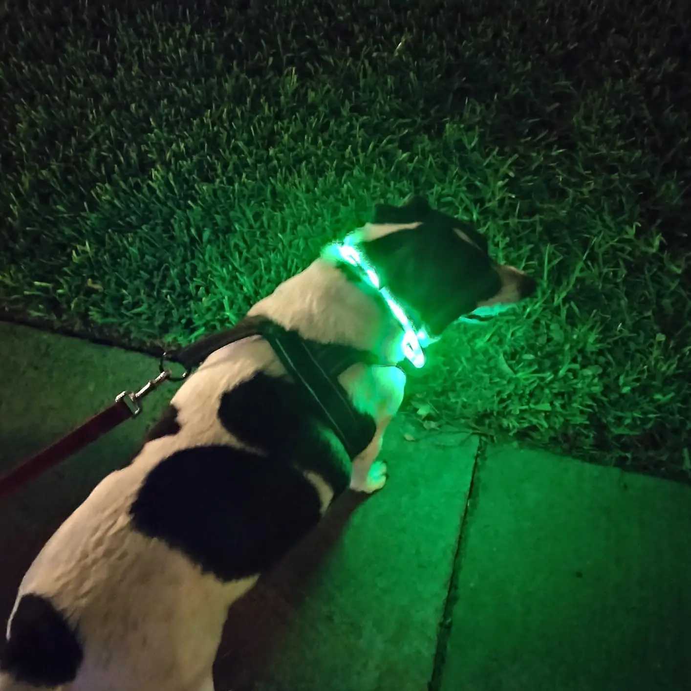 Silicone LED Dog CollarUSB Rechargeable Glowing Light Up Collar Improved Pet Safety Visibility at Night 3 Flashing Modes W250219