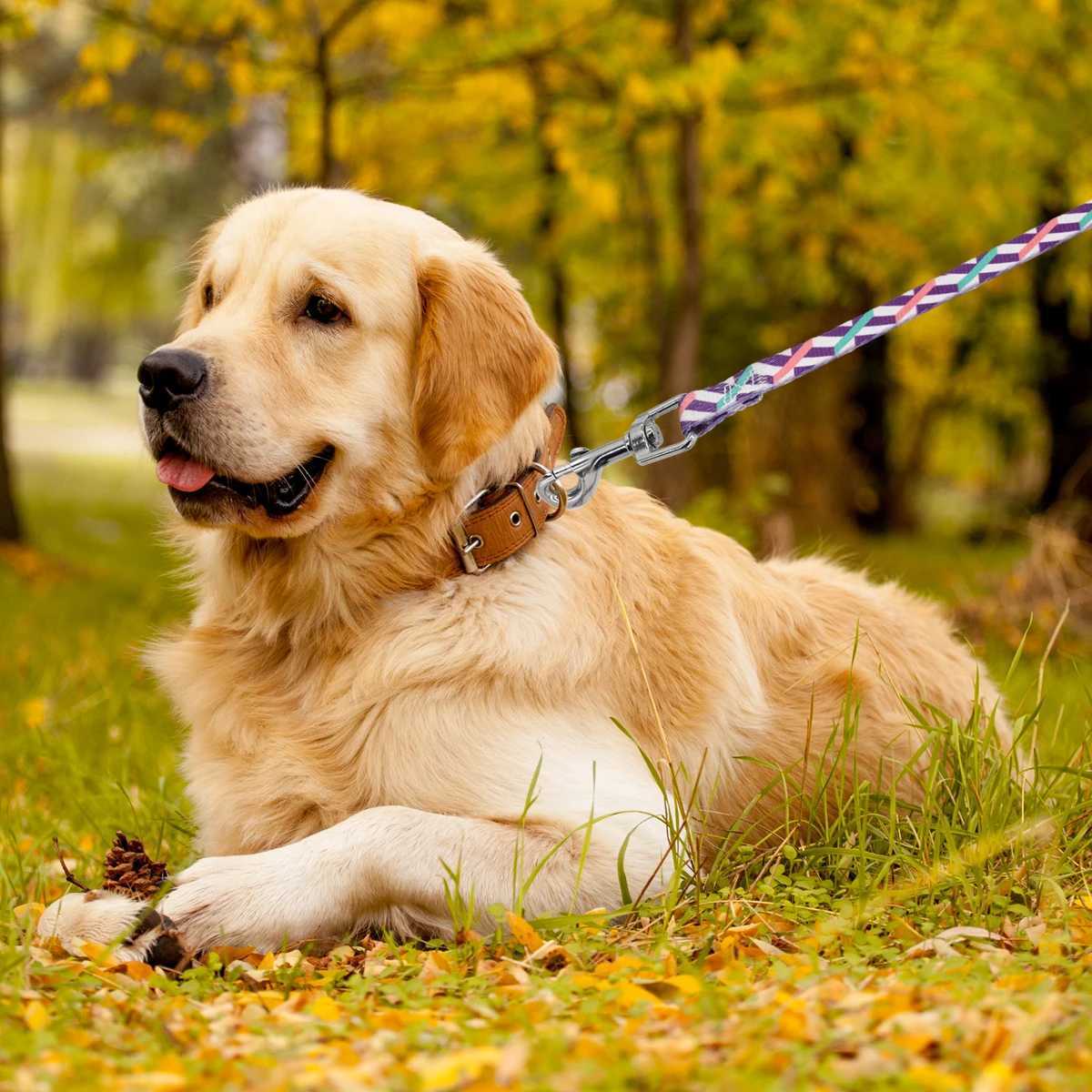 A pet leash cartoon print colorful braided leash outdoor dog walking ropeXJ250218