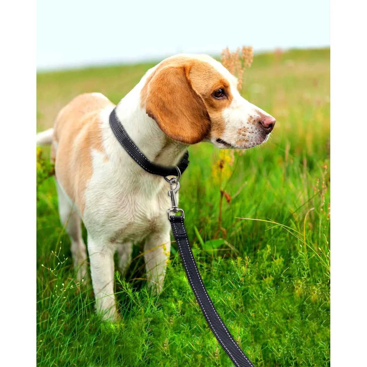 Reflective Dog Leash - Soft Padded Handle for Comfortable Training and Walking - Ideal for Medium and Small Dogs - High VisibiliXJ250218