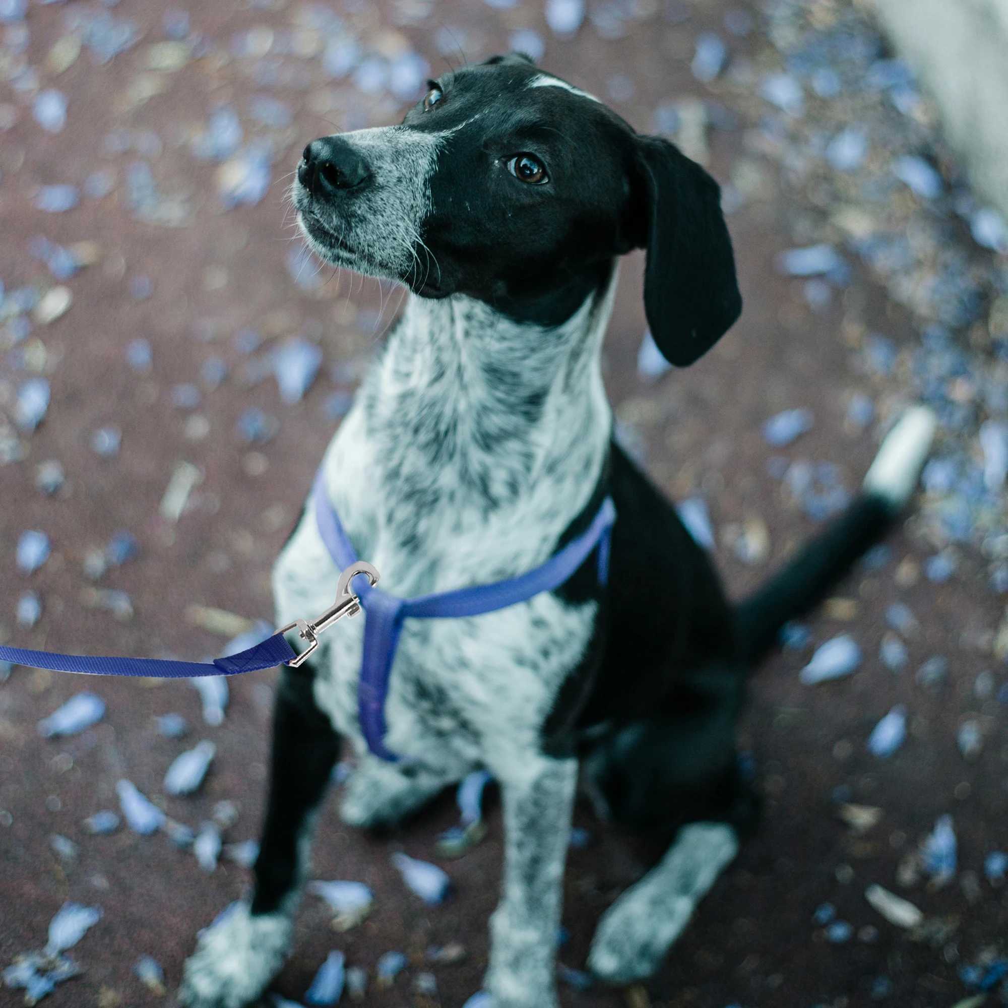 Uxcell Long Training Dog Leash 5M/6M/10M/15M Puppy Leashes for Small Medium Dogs Puppy Lead Outdoor Hiking Adjustable RopeXJ250218