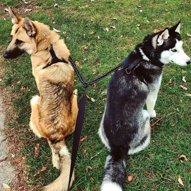 Dual Dog Leash Walking Training Leash Comfortable Shock Absorbing Reflective for Two Dogs Dog Supplies Double LeashesXJ250218