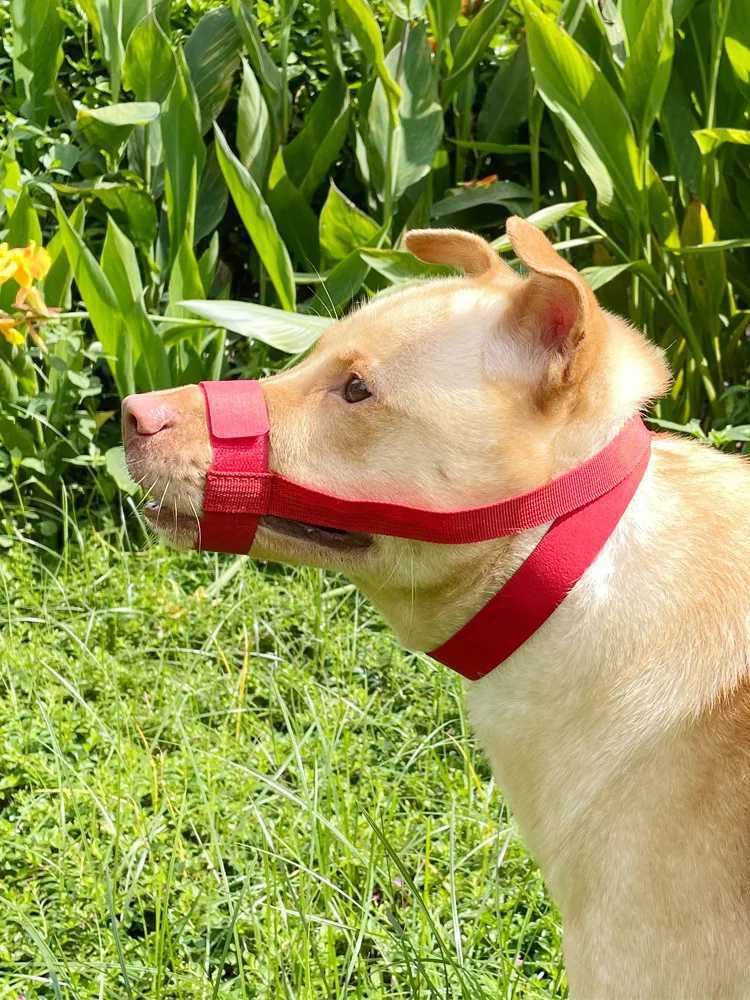 Dog Muzzle Anti-Chew Anti-Detachment Pet Masks for Small Medium Large Short-Muzzled Pets Anti-Detach Pet MaskXJ250218