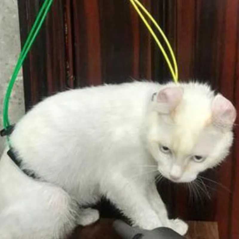 Adjustable Pet Dog Cat Grooming Loop Table Pet Grooming Leash Table Loop D-rings Bathing Strap Traction Belt Dog Collar HarnessXJ250218