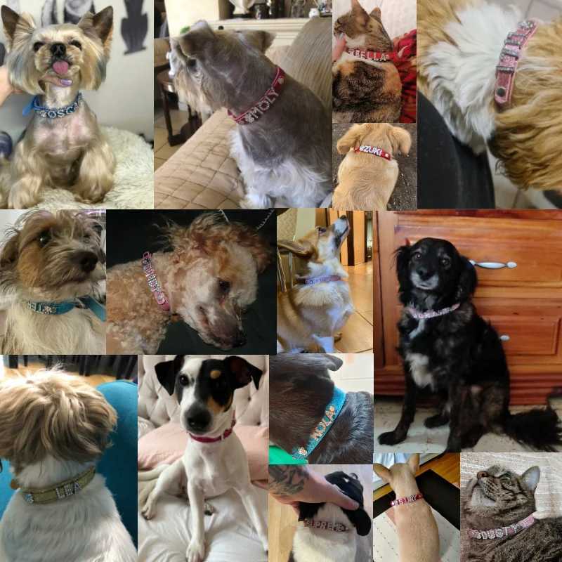 Personalized Dog Collar Sparkling Water Diamond DIY Name Small Cat Leather Collar Small Large Dog Collar Nameless Pet Accessories W250219