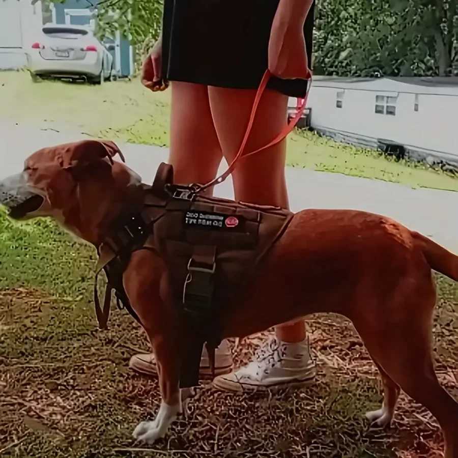 Short Dog Leash 3/5 Wide Biothane Waterproof Traffic Handle Traffic Leash Traffic Lead For Dogs Training WalkingXJ250218