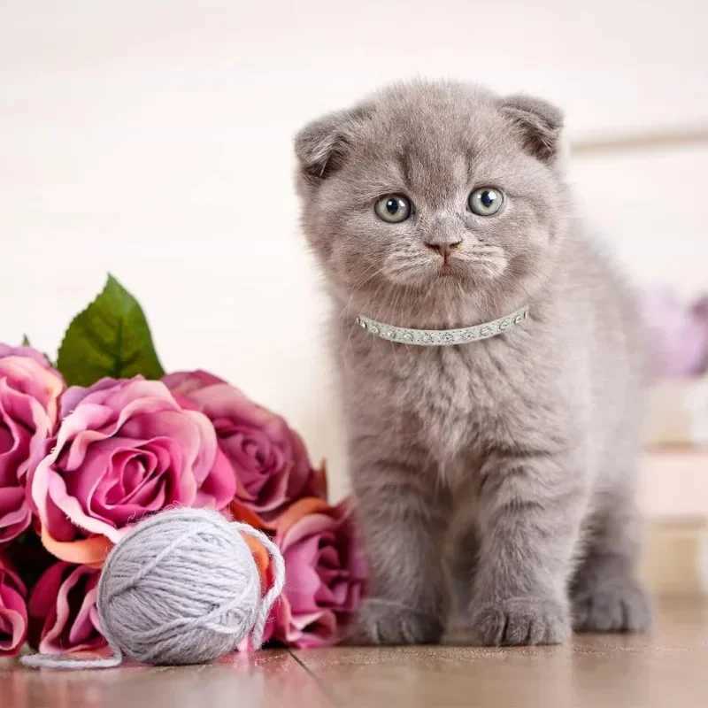 Cute Bling Rhinestone Dog Collar Crystal Diamond Cat Collar Kitten Puppy Collars for Small Medium PetsXJ250218