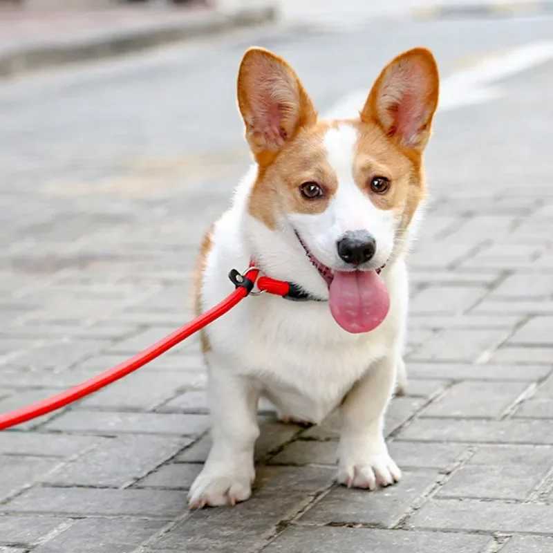Dog Collar P Chain for Dog Walking Adjustable Dogs Collar P Rope Pet Collars Nylon Dogs Harness Puppy Training Rope Pet Supplies Y250704
