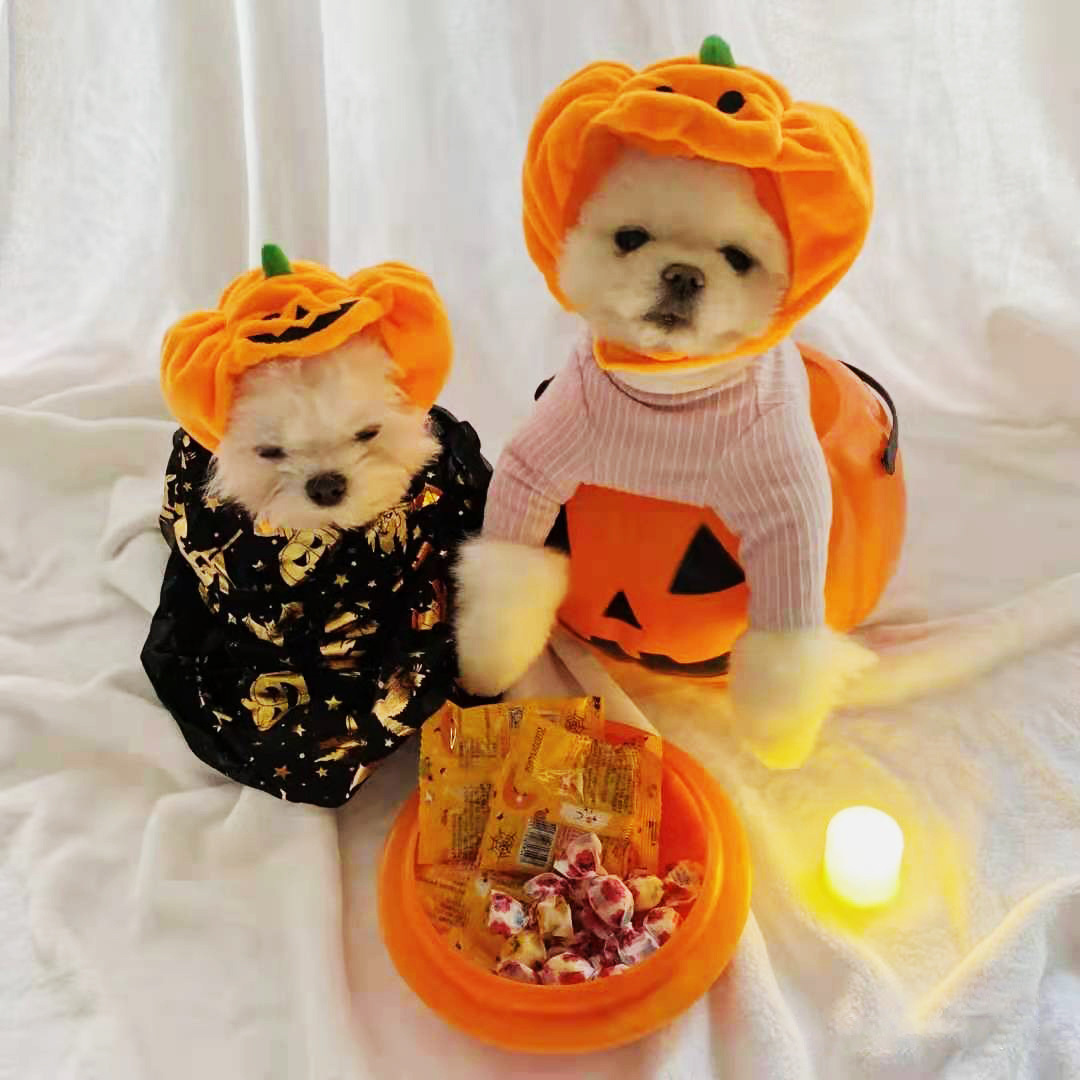 Pet cats, dogs, pumpkin hats, Halloween costumes, headwear supplies, small, medium, and large dog teddy toys, and fighting supplies