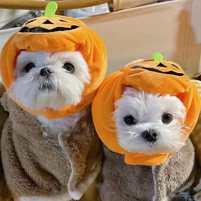 Pet cats, dogs, pumpkin hats, Halloween costumes, headwear supplies, small, medium, and large dog teddy toys, and fighting supplies