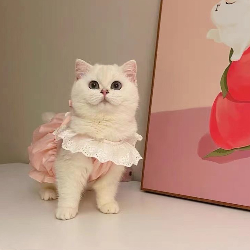 Summer Pet Cat Clothes: Adorable Ins - style Princess Dresses. Thin - fabric, Anti - shedding Dresses for Kittens and Puppies