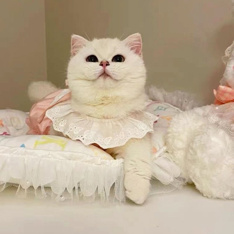 Summer Pet Cat Clothes: Adorable Ins - style Princess Dresses. Thin - fabric, Anti - shedding Dresses for Kittens and Puppies