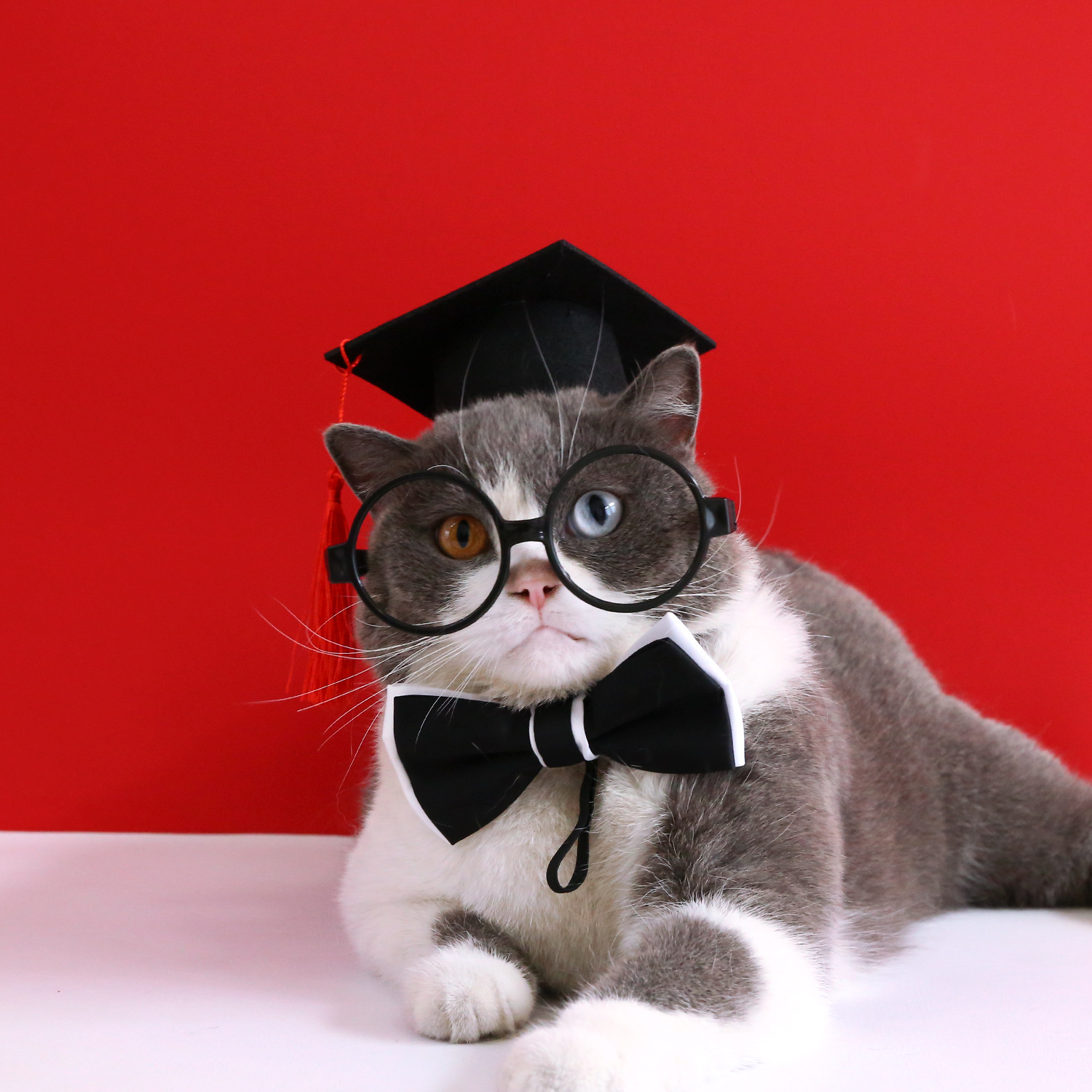 Pet Photography PhD Hat Graduation Season Set Cat Dog Glasses Tie Gentleman Party Dress up Props Felt