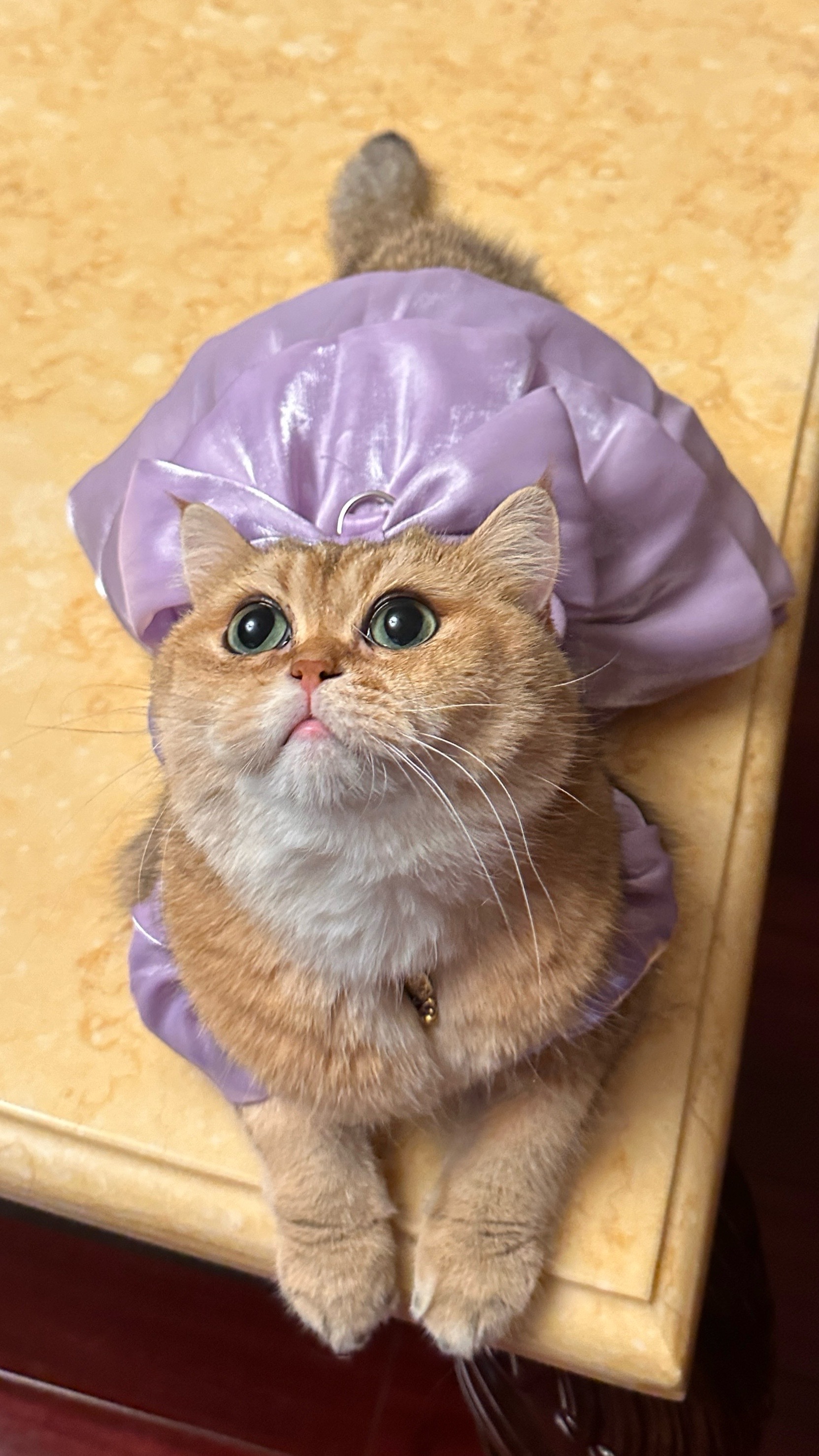Dog dress Suitable for small dog cat girl cute Princess dog dress spring summer Wedding dress
