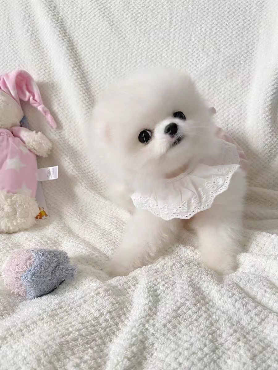 Summer Pet Cat Clothes: Adorable Ins - style Princess Dresses. Thin - fabric, Anti - shedding Dresses for Kittens and Puppies