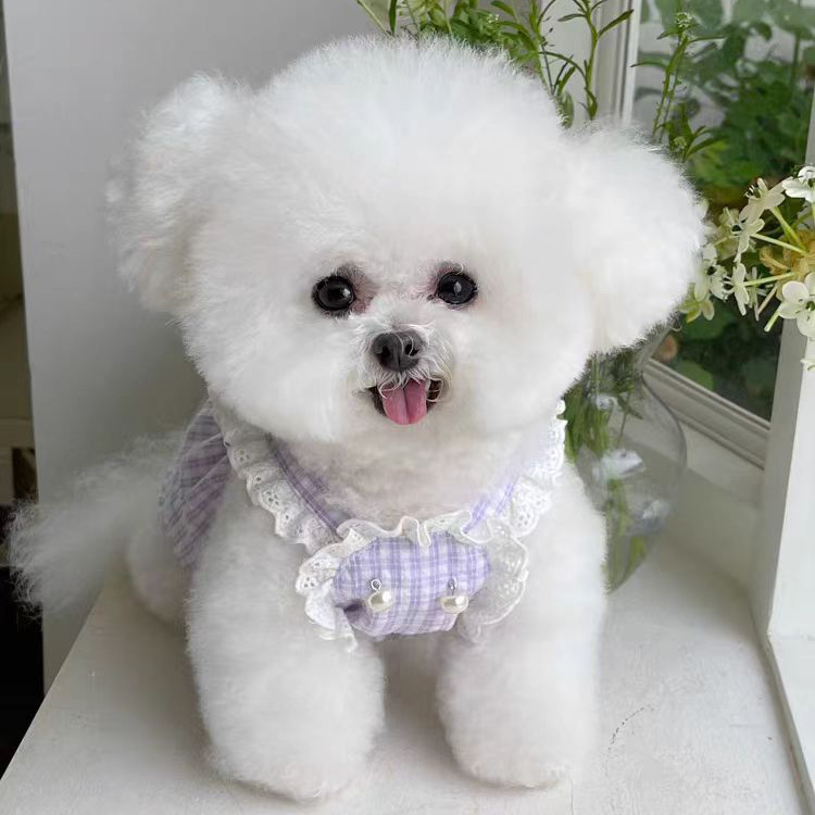 Cozy Pets' Apparel: Warm Animal-Friendly Sweater w/ Cute Ball Accents for Teddy Bears & Dachshunds