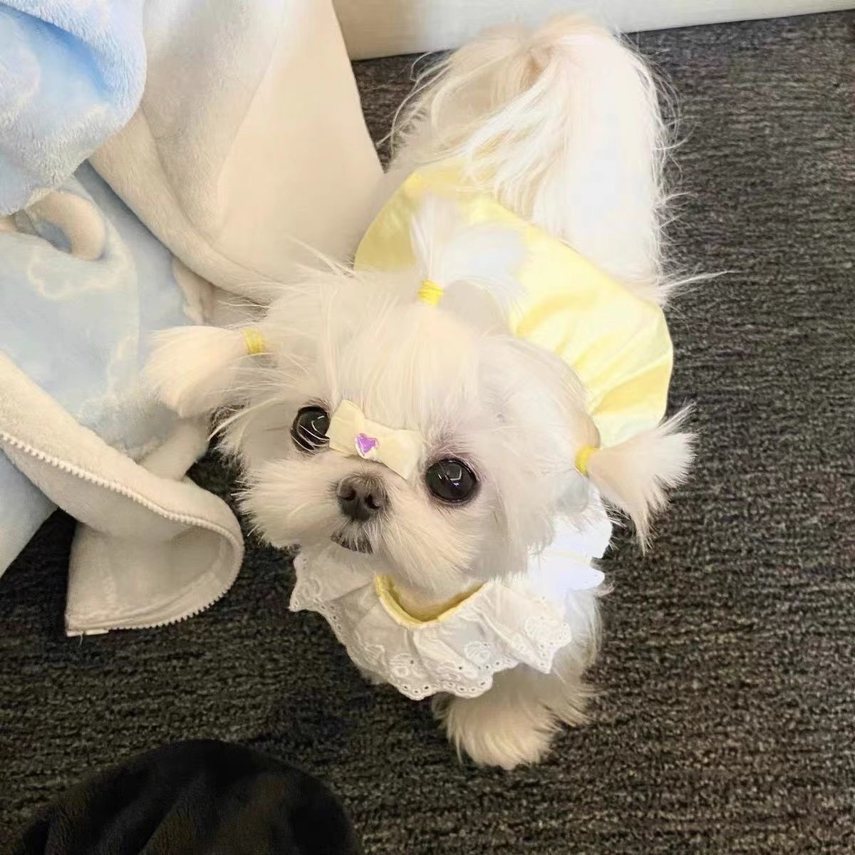 Summer Pet Cat Clothes: Adorable Ins - style Princess Dresses. Thin - fabric, Anti - shedding Dresses for Kittens and Puppies