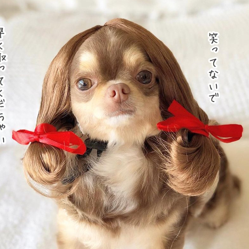 Pet Wig Dog Wig Cat Wig Pet Supplies Holiday Pet Accessories Qi Liuhai Explosion Head Manufacturer