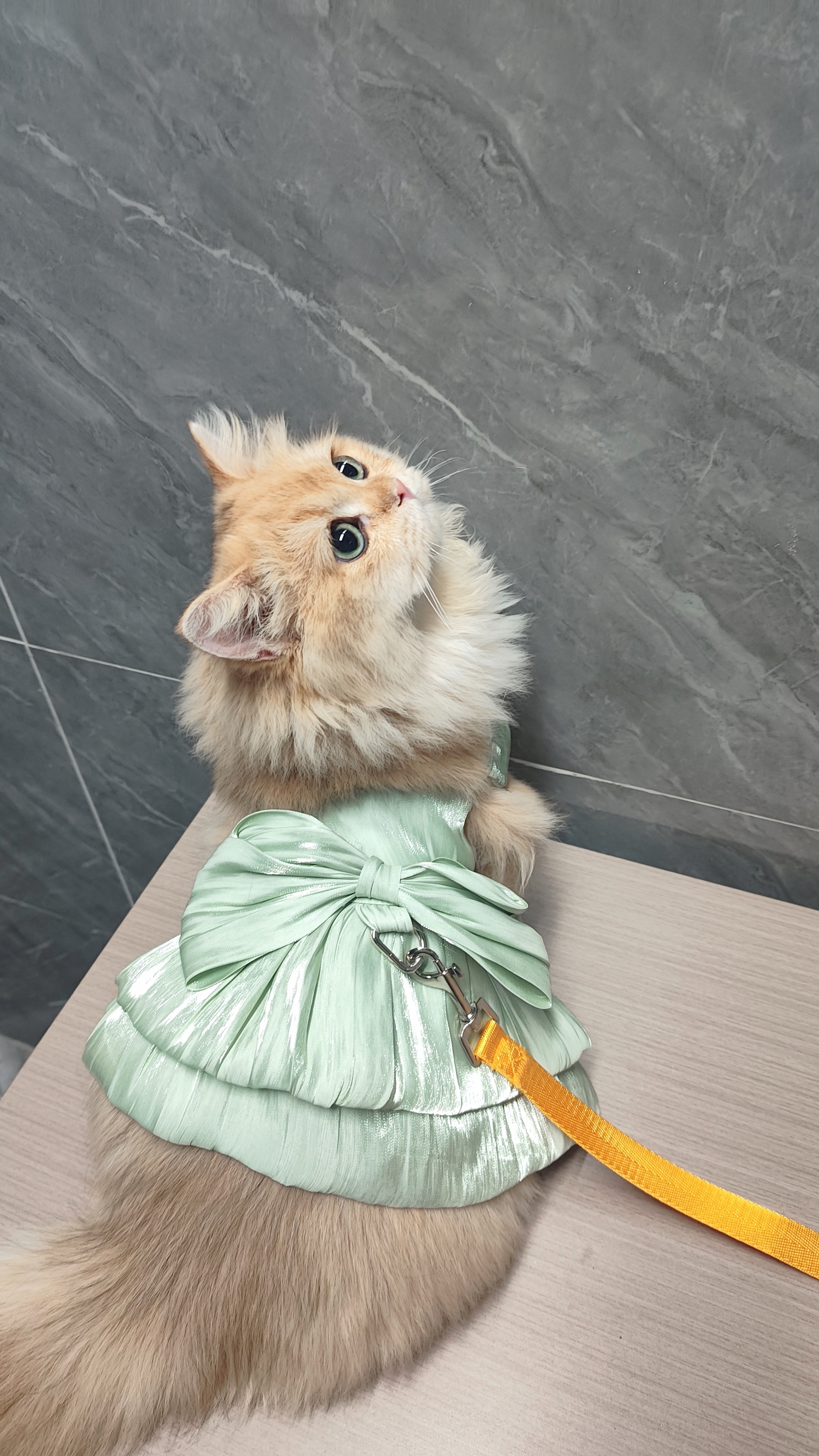 Dog dress Suitable for small dog cat girl cute Princess dog dress spring summer Wedding dress