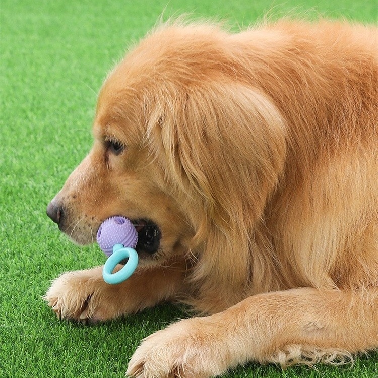 Dog toy teether, bite resistant, teeth cleaning dog toothbrush, food dispenser dog toys grinding rods, bite resistant teeth, bone cleaning toothbrushe