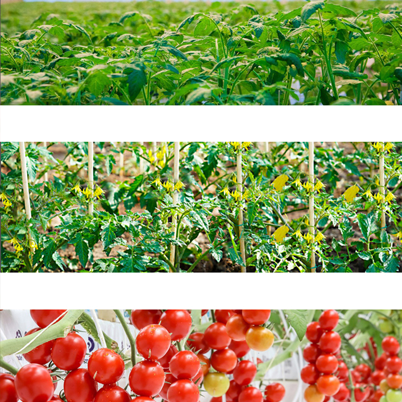 Multi-Spectrum Adjustable Height LED Grow Light - Blue, Red, Warm White LEDs (4000K)