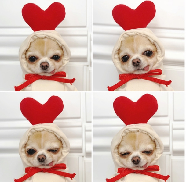 OEM Customizable Heart - Transforming Fleece Hoodies for Dogs and Cats! Available in Sizes for Small, Medium, and Large Breeds, Ideal Autumn