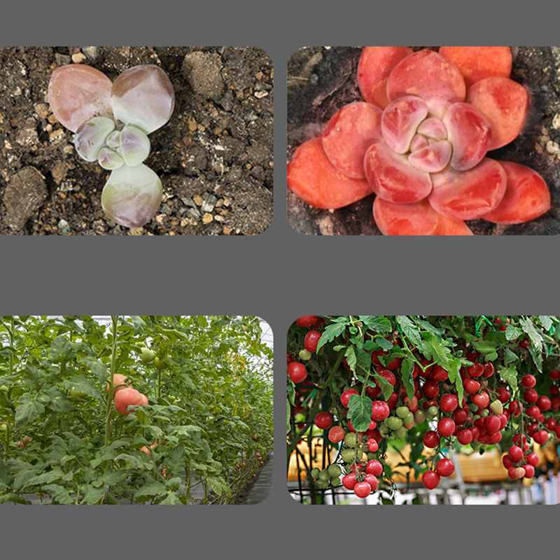 High-Quality LED grow Plant Light Fixture Suitable for All Plants, Versatile Installation Options (100-277 V)