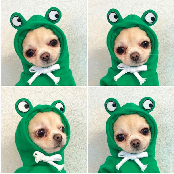 OEM Customizable Adorable Frog - Themed Fleece Hoodies for Dogs and Cats! Available in Sizes for Small, Medium, and Large Breeds, Ideal for