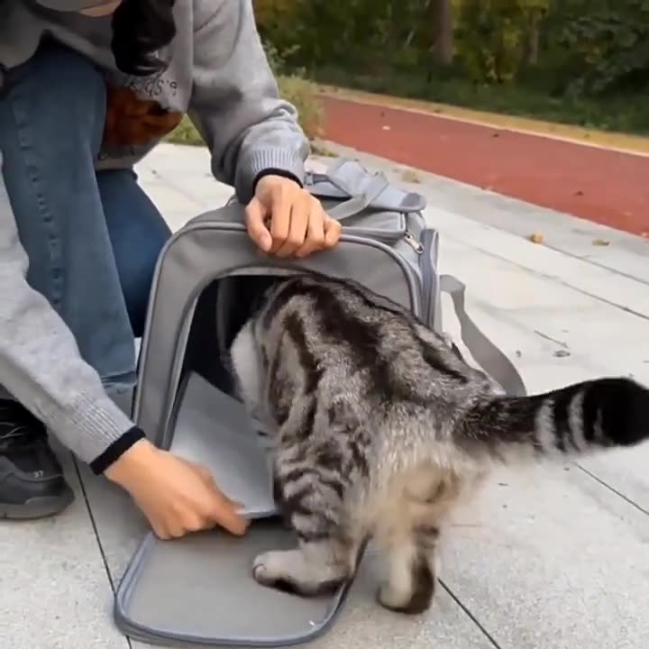 Cat Carrier Pet Dog Carrier Dog Backpack Pet Cat Transport Bag Dog Travel Bags Airline Approved Carrier for Small Dogs Cats