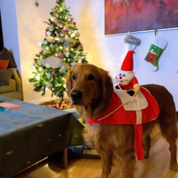 Christmas Pet Attire for Medium to Large Dogs like Golden Retrievers and Cats - Santa Claus - themed Riding - Style Outfits with Decorations