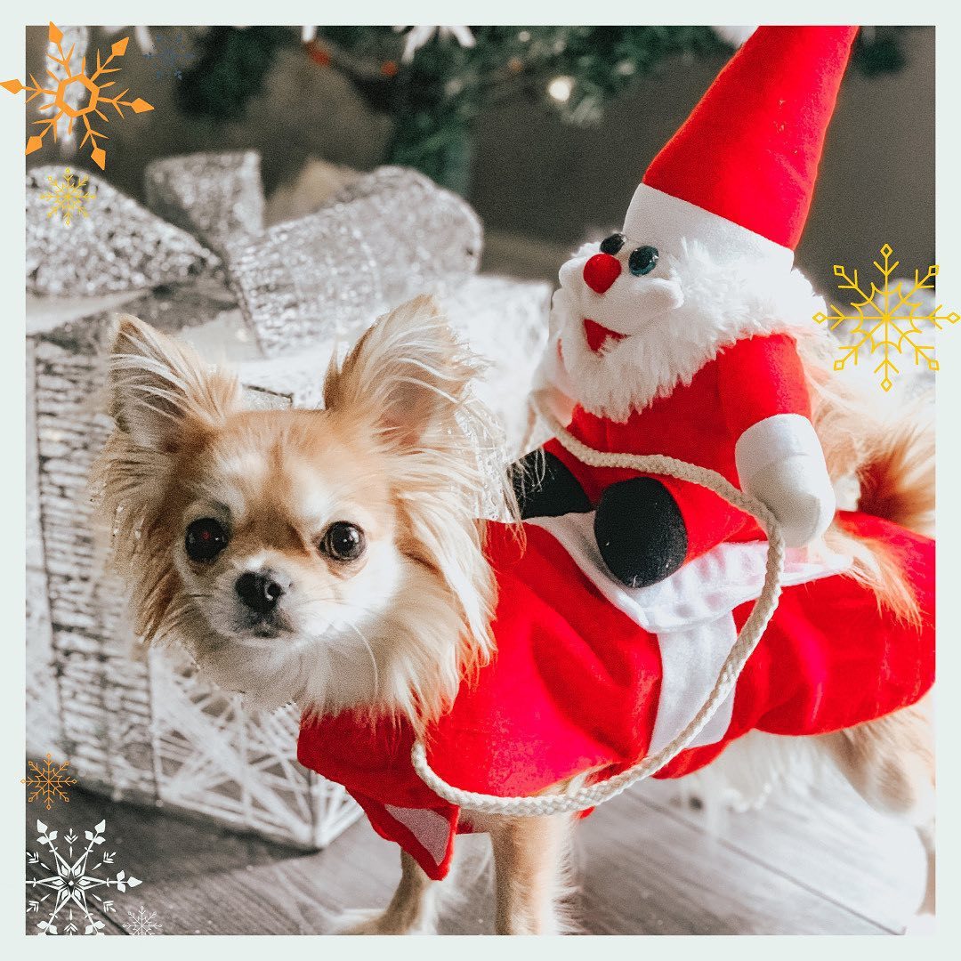 Christmas Pet Attire for Medium to Large Dogs like Golden Retrievers and Cats - Santa Claus - themed Riding - Style Outfits with Decorations