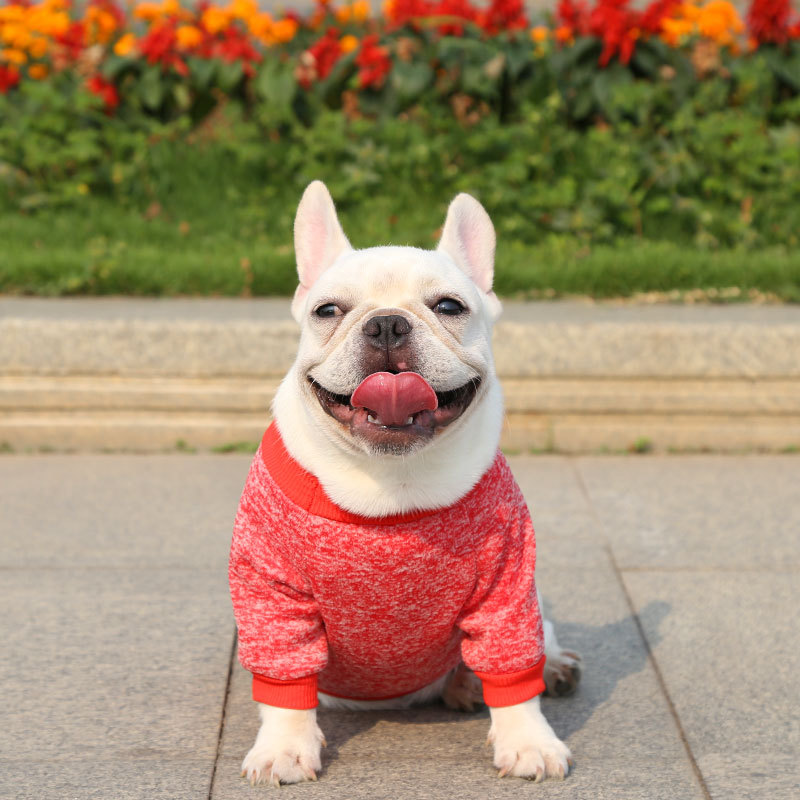 Fall - Winter Woolen Pullover Hoodies for French Bulldogs, Pugs, Dogs and Cats - Two - Legged Pet Clothes Supplies