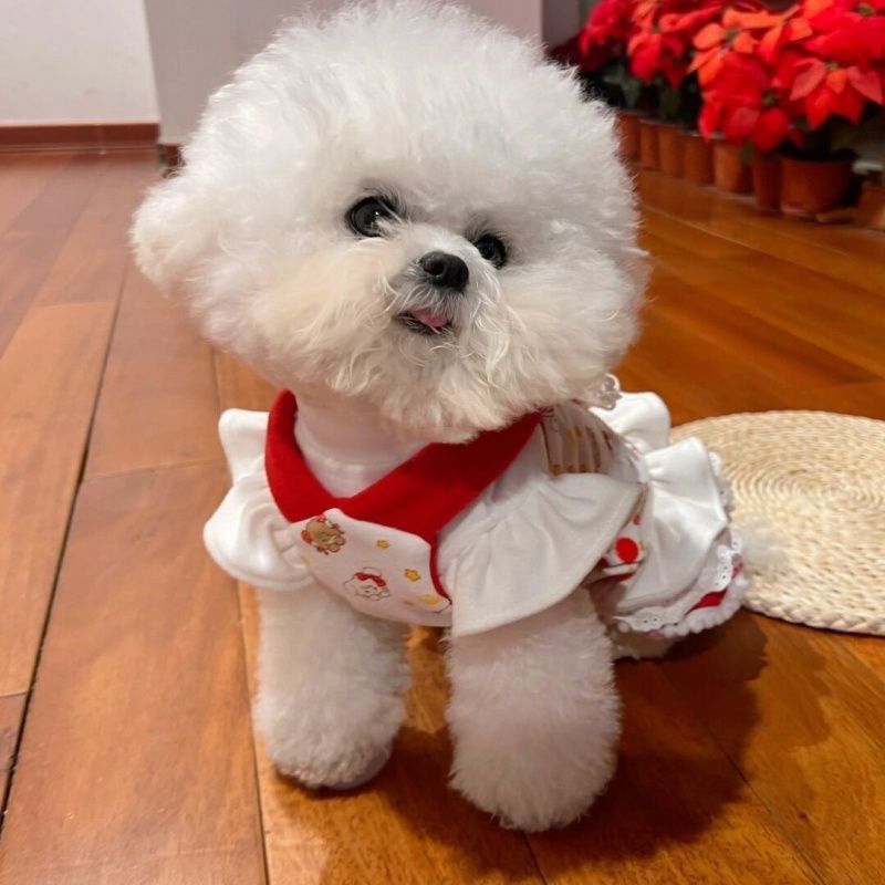 Spring Seasonal Canine Fashion: Comfortable Dog Gown with Easy-On Design