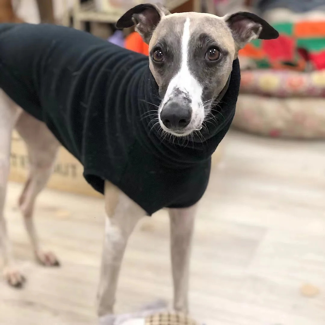 Winter Fleece Whippet Vest Italian Greyhound Clothes Turtleneck Dog Clothes Soft Fleece Clothes 250226