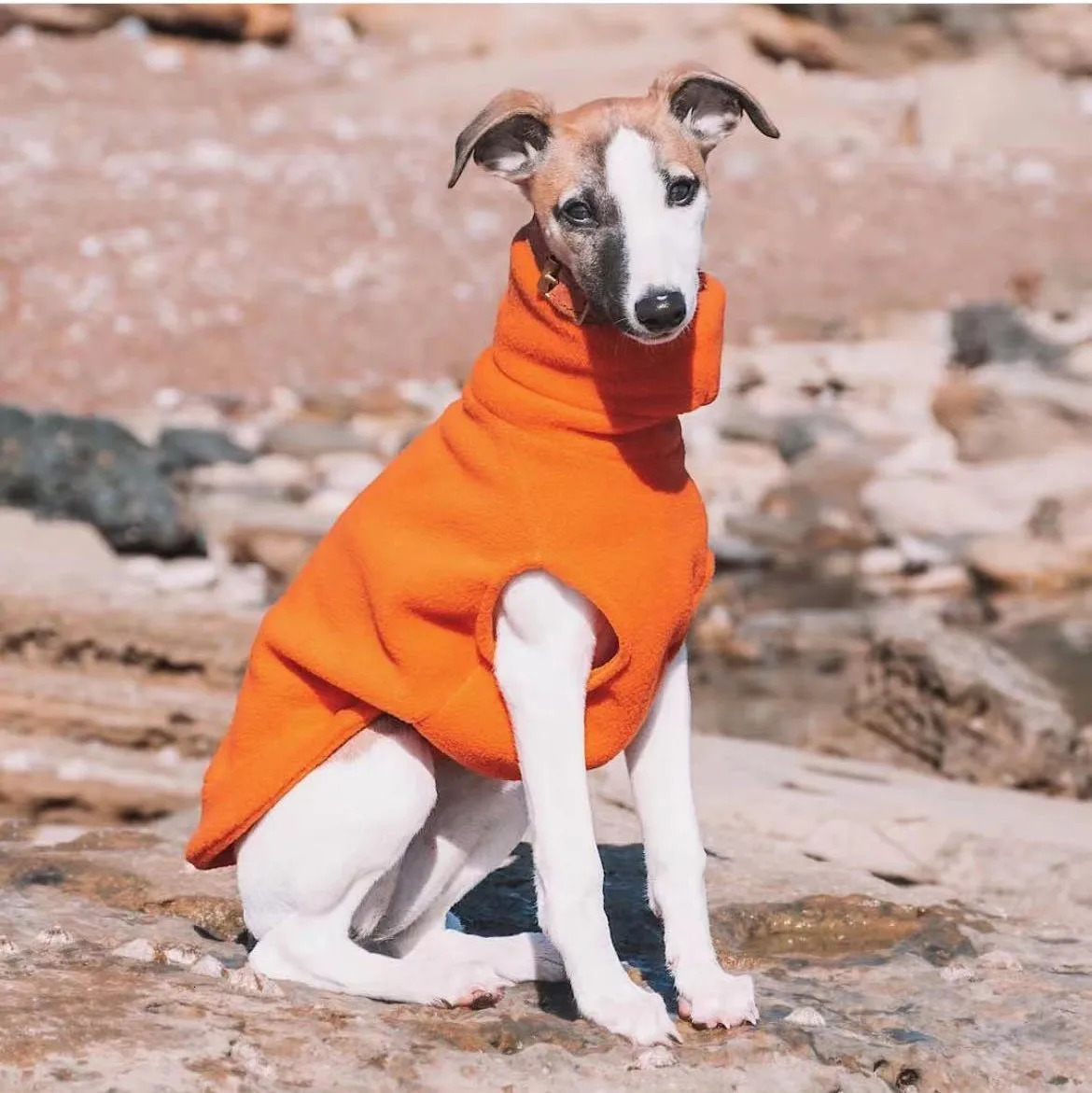 Winter Fleece Whippet Vest Italian Greyhound Clothes Turtleneck Dog Clothes Soft Fleece Clothes 250226